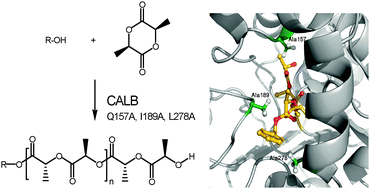 Graphical abstract: Rational redesign of Candida antarcticalipase B for the ring opening polymerization of d,d-lactide