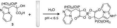 Graphical abstract: A serendipitous phosphonocarboxylate complex of boron: when vessel becomes reagent