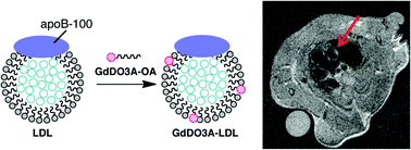 Graphical abstract: LDL-based nanoparticles for contrast enhanced MRI of atheroplaques in mouse models