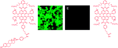 Graphical abstract: A water-soluble perylene dye functionalised with a 17β-estradiol: a new fluorescent tool for steroid hormones