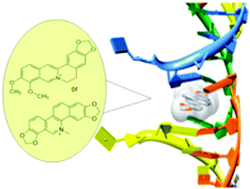 Graphical abstract: X-Ray diffraction analyses of the natural isoquinoline alkaloids Berberine and Sanguinarine complexed with double helix DNA d(CGTACG)