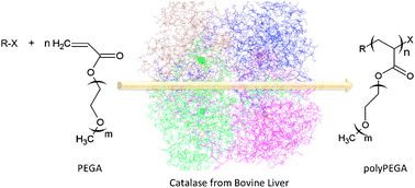 Graphical abstract: PolyPEGA with predetermined molecular weights from enzyme-mediated radical polymerization in water