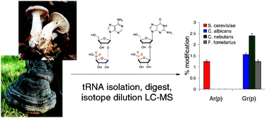 Graphical abstract: LC-MS based quantification of 2′-ribosylated nucleosides Ar(p) and Gr(p) in tRNA