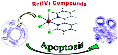 Graphical abstract: Rhenium(iv) compounds inducing apoptosis in cancer cells