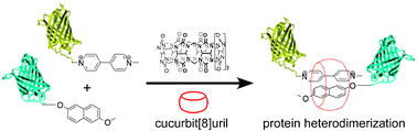 Graphical abstract: Cucurbit[8]uril induced heterodimerization of methylviologen and naphthalene functionalized proteins