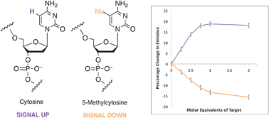 Graphical abstract: Detection of DNA base variation and cytosine methylation at a single nucleotide site using a highly sensitive fluorescent probe