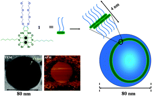 Graphical abstract: Supramolecular construction of vesicles based on core-substituted naphthalene diimide appended with triethyleneglycol motifs