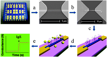 Graphical abstract: Ultrasensitive protein detection using an aptamer-functionalized single polyaniline nanowire