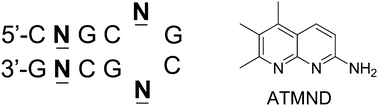 Graphical abstract: Fluorescent trimethyl-substituted naphthyridine as a ligand for C–C mismatch detection in CCG trinucleotide repeats