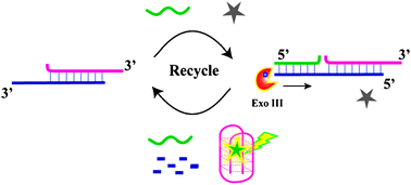 Graphical abstract: A label-free fluorescent turn-on enzymatic amplification assay for DNA detection using ligand-responsive G-quadruplex formation