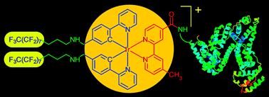 Graphical abstract: Functionalization of luminescent cyclometalated iridium(iii) polypyridine complexes with a fluorous moiety: photophysics, protein-binding, bioconjugation, and cellular uptake properties