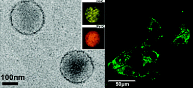 Graphical abstract: Photoluminescent properties of Prussian Blue (PB) nanoshells and polypyrrole (PPy)/PB core/shell nanoparticles prepared via miniemulsion (periphery) polymerization