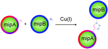 Graphical abstract: Clickable molecularly imprinted nanoparticles