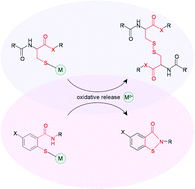 Graphical abstract: Metallothionein-inspired prototype of molecular pincer