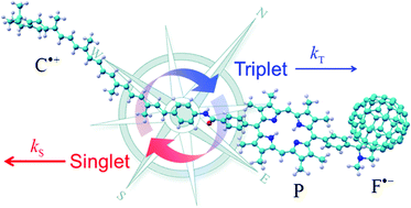 Graphical abstract: Spin-selective recombination kinetics of a model chemical magnetoreceptor