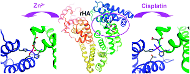 Graphical abstract: The anticancer drug cisplatin can cross-link the interdomain zinc site on human albumin