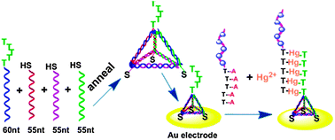 Graphical abstract: Tetrahedron-structured DNA and functional oligonucleotide for construction of an electrochemical DNA-based biosensor