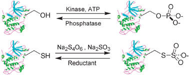 Graphical abstract: Chemical activation of MEK1 – a redox trigger for evaluating the effects of phosphorylation