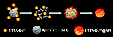 Graphical abstract: Artificial luminescent protein as a bioprobe for time-gated luminescence bioimaging