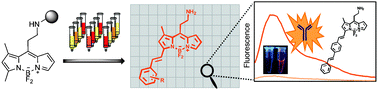 Graphical abstract: Solid-phase synthesis of BODIPY dyes and development of an immunoglobulin fluorescent sensor