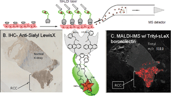 Graphical abstract: Using boronolectin in MALDI-MS imaging for the histological analysis of cancer tissue expressing the sialyl Lewis X antigen