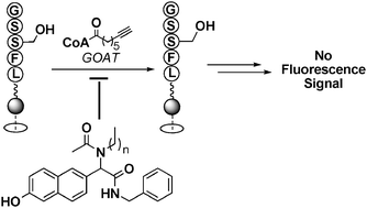 Graphical abstract: A small molecule antagonist of ghrelin O-acyltransferase (GOAT)