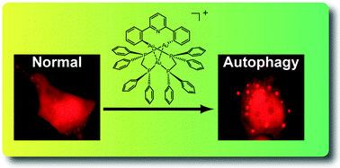 Graphical abstract: Anticancer gold(i)–phosphine complexes as potent autophagy-inducing agents