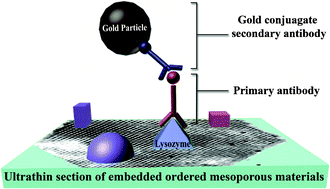 Graphical abstract: 3D vision of human lysozyme adsorbed onto a SBA-15 nanostructured matrix