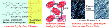 Graphical abstract: Phospholipids with a stimuli-responsive thermotropic liquid-crystalline moiety