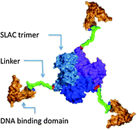 Graphical abstract: Engineering of a redox protein for DNA-directed assembly