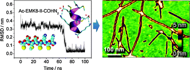 Graphical abstract: Formation of α-helix-based twisted ribbon-like fibrils from ionic-complementary peptides