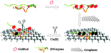 Graphical abstract: Label-free fluorescent detection of Cu(ii) ions based on DNA cleavage-dependent graphene-quenched DNAzymes