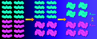 Graphical abstract: Self-sorting self-complementary assemblies of π-conjugated acyclic anion receptors