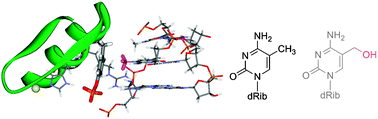 Graphical abstract: Discrimination between 5-hydroxymethylcytosine and 5-methylcytosine by a chemically designed peptide