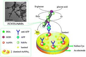Graphical abstract: Highly enhanced electrochemiluminescence based on synergetic catalysis effect of enzyme and Pd nanoparticles for ultrasensitive immunoassay
