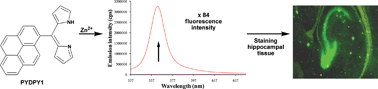 Graphical abstract: Sensitive and selective detection of zinc ions in neuronal vesicles using PYDPY1, a simple turn-on dipyrrin