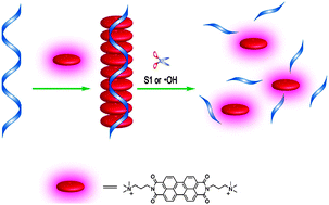 Graphical abstract: DNA-templated ensemble for label-free and real-time fluorescence turn-on detection of enzymatic/oxidative cleavage of single-stranded DNA