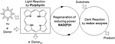 Graphical abstract: Zn-containing porphyrin as a biomimetic light-harvesting molecule for biocatalyzed artificial photosynthesis