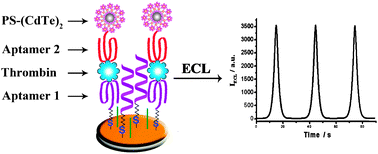 Graphical abstract: Aptamer-based highly sensitive electrochemiluminescent detection of thrombin viananoparticle layer-by-layer assembled amplification labels