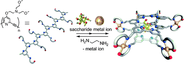 Graphical abstract: Copper(ii)-mediated chiral helicity amplification and inversion of meta-ethynylpyridine polymers with metal coordination sites