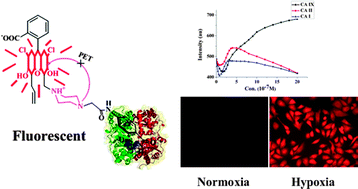 Graphical abstract: A highly selective space-folded photo-induced electron transfer fluorescent probe for carbonic anhydrase isozymes IX and its applications for biological imaging