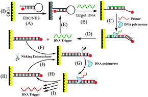 Graphical abstract: Ultrasensitive DNA detection based on Au nanoparticles and isothermal circular double-assisted electrochemiluminescence signal amplification