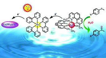 Graphical abstract: Chemical and photochemical oxidation of organic substrates by ruthenium aqua complexes with water as an oxygen source