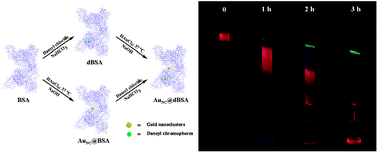 Graphical abstract: Fluorescence visual gel-separation of dansylated BSA-protected gold-nanoclusters