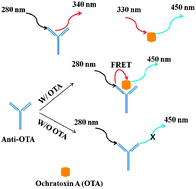 Graphical abstract: A label-free, direct and noncompetitive FRET immunoassay for ochratoxin A based on intrinsic fluorescence of an antigen and antibody complex