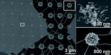 Graphical abstract: Single-layer graphene oxide sheet: a novel substrate for dip-pen nanolithography