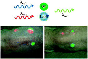 Graphical abstract: Multiplexed near-infrared in vivo imaging complementarily using quantum dots and upconverting NaYF4:Yb3+,Tm3+ nanoparticles