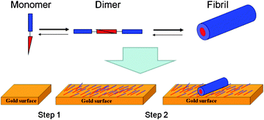 Graphical abstract: On the transfer of cooperative self-assembled π-conjugated fibrils to a gold substrate