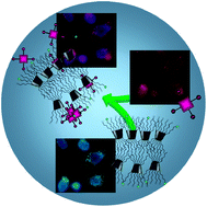 Graphical abstract: Effective cell uptake of nanoassemblies of a fluorescent amphiphilic cyclodextrin and an anionic porphyrin