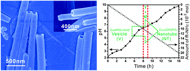 Graphical abstract: Inorganic nanotubes formation through the synergic evolution of dynamic templates and metallophosphates: from vesicles to nanotubes